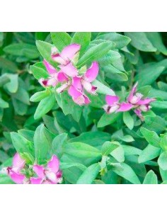 Comprar polygala por 12,95€ en Germigarden.com 2