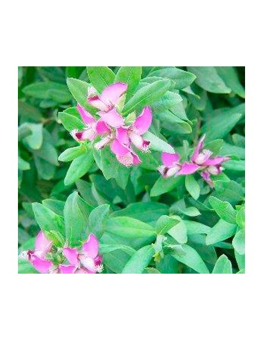 Compre polygala por € 12,95 em Germigarden.com