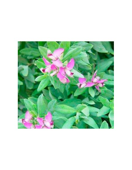 Compre polygala por € 12,95 em Germigarden.com