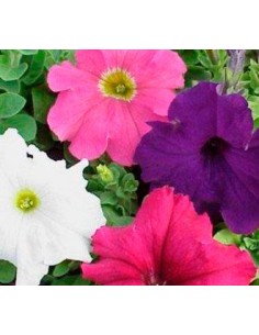 Petunias desde 1,75€ en Germigarden y colores a escojer 2