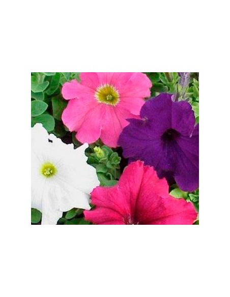 Petunias desde 1,75€ en Germigarden y colores a escojer