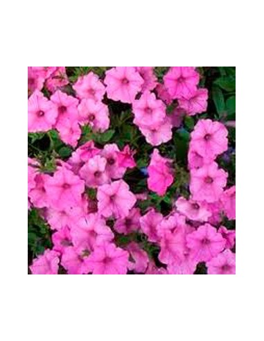 Petunia mini