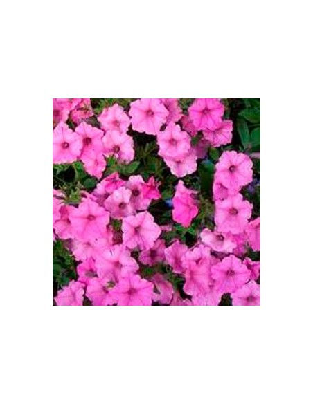 mini pétunia