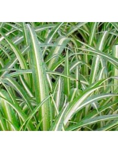 Achetez des rubans à partir de 1,95€ chez Germigarden 2