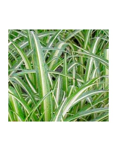 Compre clorofito ou gravatinha a partir de € 1,95 em Germigarden