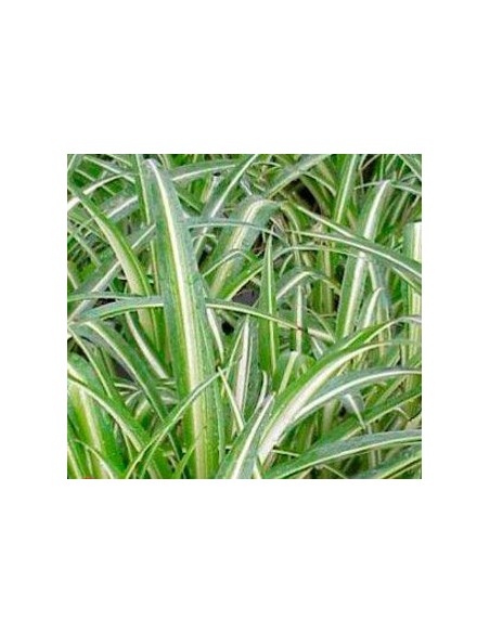 Comprar cintas desde 1,95€ en Germigarden
