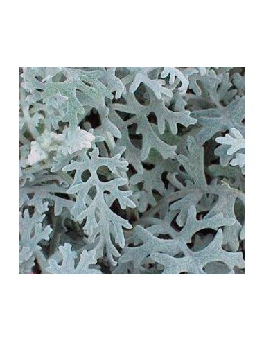Jacobaea maritima desde € 1,70 em Germigarden