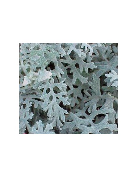 Jacobaea maritima desde € 1,70 em Germigarden