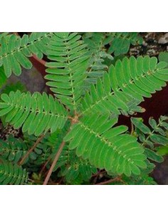 Acheter du mimosa sensible
