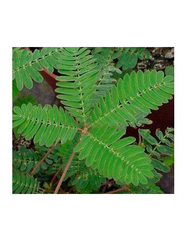 Comprar mimosa sensitiva