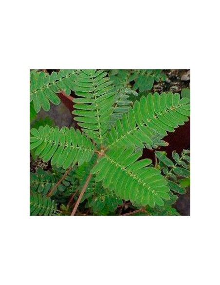 Mimosa sensitiva