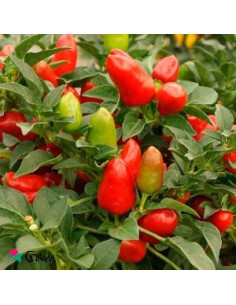 Pimenta ornamental 2