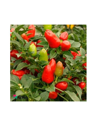 Pimiento ornamental