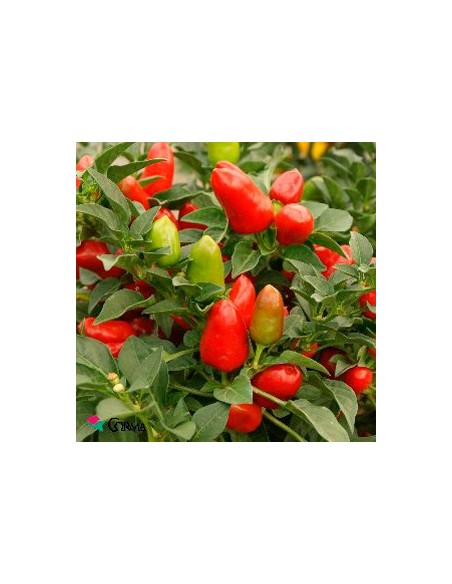 Pimiento ornamental