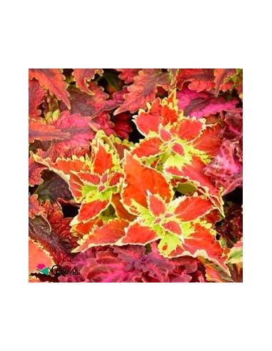 Compre coleus por € 1,95 em Germigarden