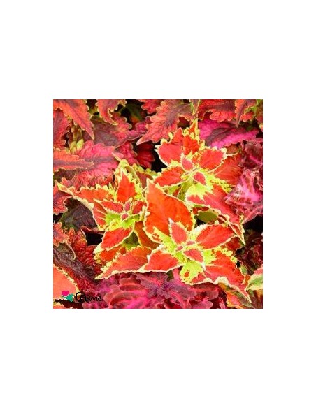 Comprar coleo por 1,95€ en Germigarden