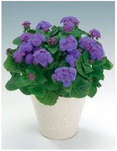 Compre agerato a partir de € 1,75 em Germigarden 2