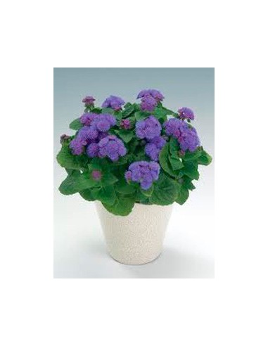 Ageratum