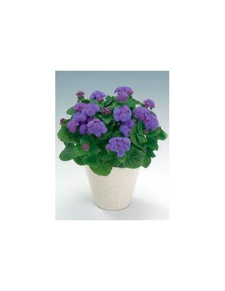 Ageratum