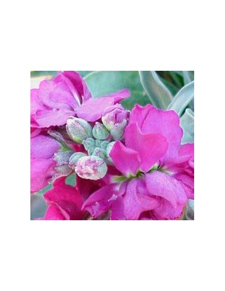 Planta de alheli por 3,55€ en Germigarden