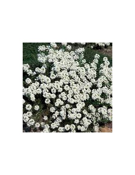 Comprar alyssum desde 1,75€ en Germigarden