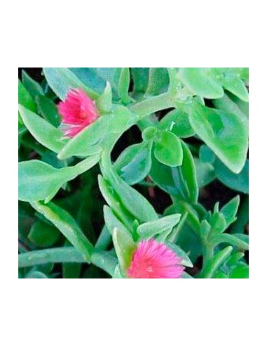 Aptemia cordifolia por 1,95€ en Germigarden