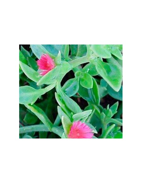 Aptemia cordifolia por 1,95€ en Germigarden