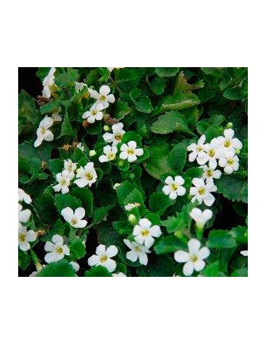Comprar bacopa por 3,95€ en Germigarden
