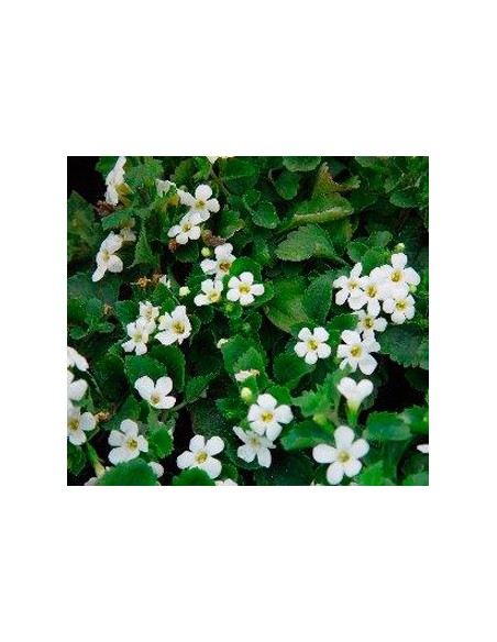 Comprar bacopa por 3,95€ en Germigarden