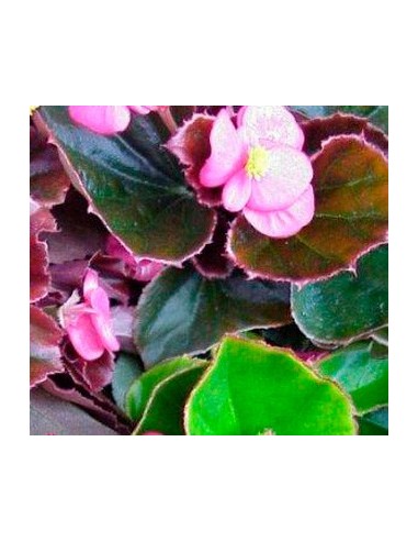 Begonia de verano por 1,75€ en Germigarden