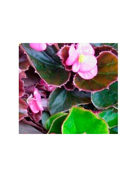 Begonia de verano por 1,75€ en Germigarden