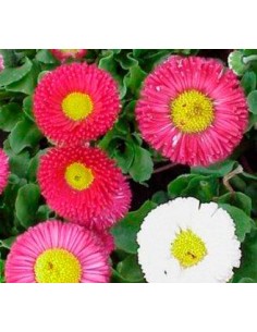 Margarida dos prados por € 1,75 em Germigarden 2