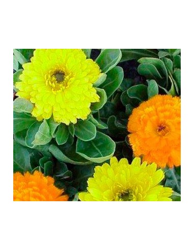 Comprar Caléndula planta por 1,85€ en Germigarden