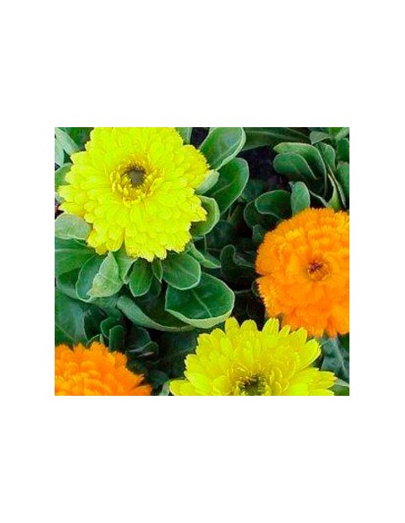 Comprar Caléndula planta por 1,85€ en Germigarden