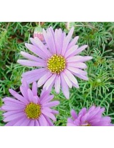 Comprar brachycome por 3,95€ en Germigarden