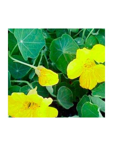 Comprar capuchina por 3,95€ en Germigarden