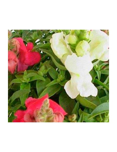 Boca de dragón de muchos colores desde 1,95€ en Germigarden
