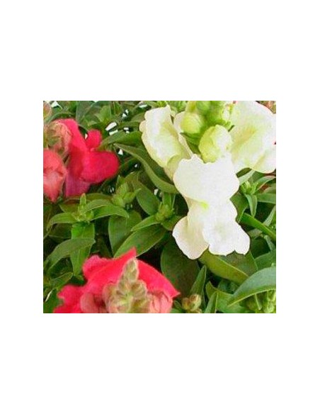 Boca de dragón de muchos colores desde 1,95€ en Germigarden
