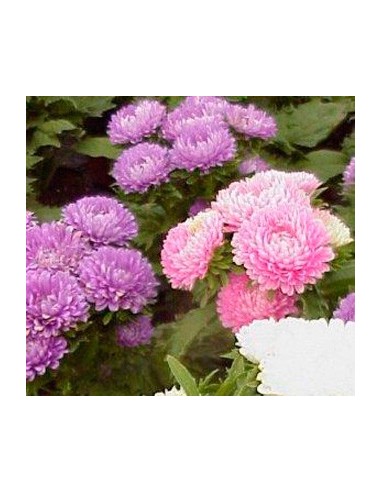 Achetez couronné pour 1,95€ chez Germigarden