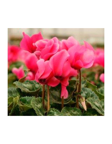 Cyclamen à partir de 4,95€ chez Germigarden