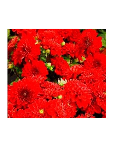Dalia en planta desde 3,95€ en Germigarden
