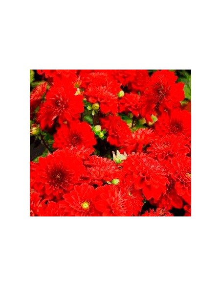 Dalia en planta desde 3,95€ en Germigarden