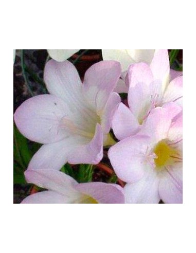 Comprar fresia por 4,25€ en Germigarden