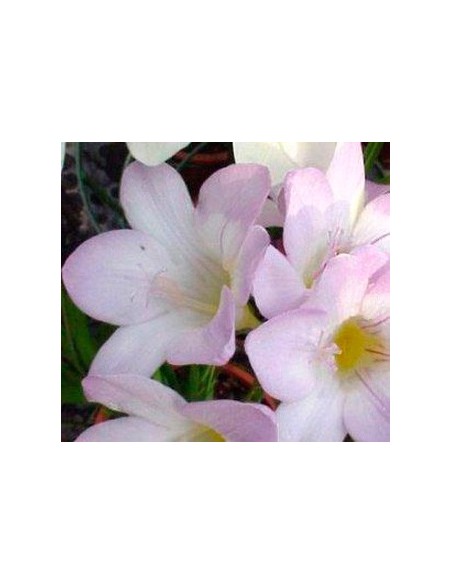 Achetez du freesia pour 4,25€ chez Germigarden