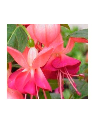 Plantes fuchsia à 4,95€ chez Germigarden