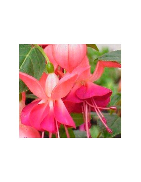 Plantas de fucsia por 4,95€ en Germigarden