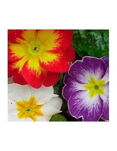 Matrimonio, planta desde 2,25€ en Germigarden