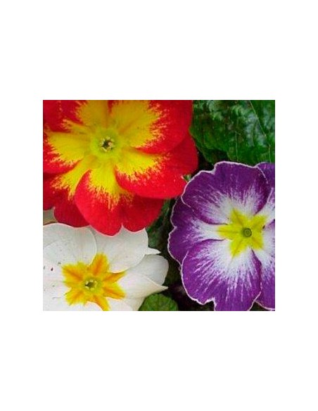 Primula acaulis, étage à partir de 2,25 € à Germigarden