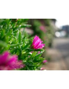 Mesem pendulina ou Lampranthus por € 1,75 por unidade em Germigarden 2