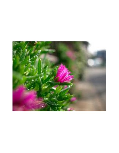 Penduline Mesem à 1,75 € l'unité à Germigarden